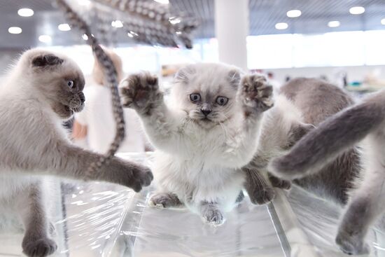 Russia Cat Show