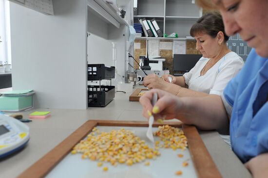 Russia Agriculture Cereal Production