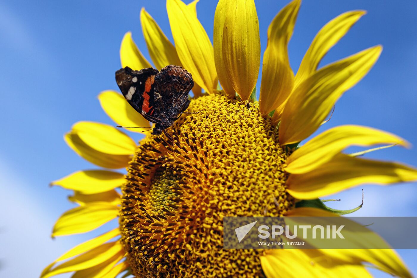 Russia Agriculture Sunflowers