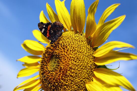 Russia Agriculture Sunflowers