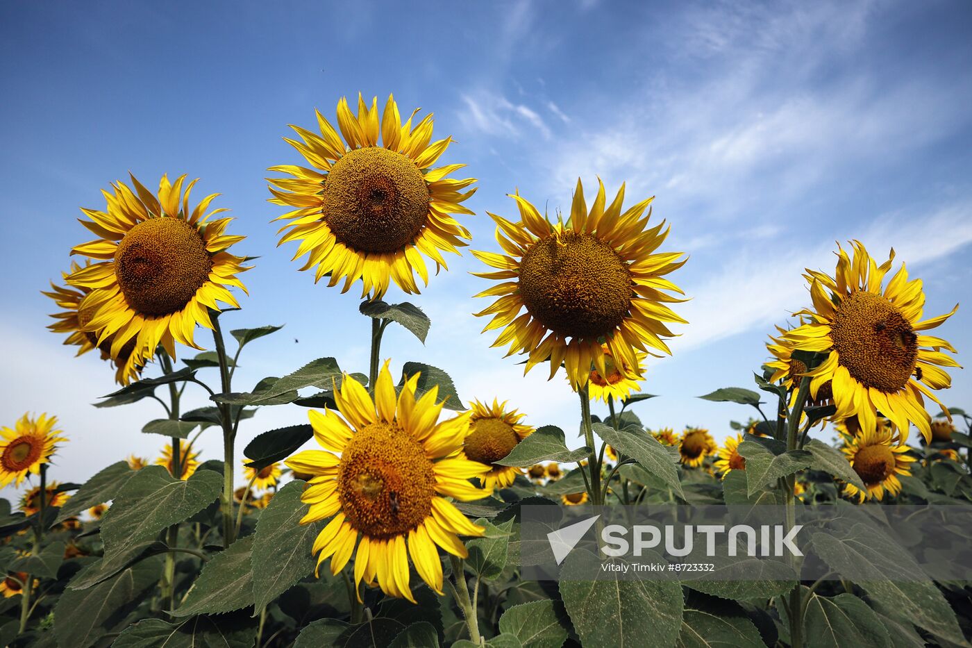 Russia Agriculture Sunflowers