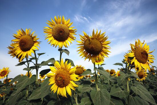 Russia Agriculture Sunflowers