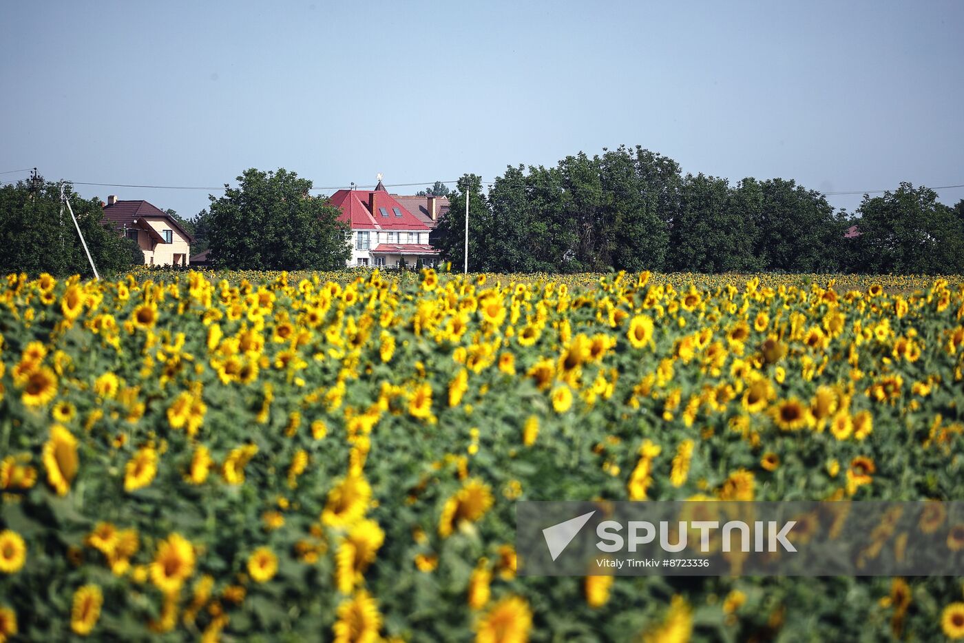 Russia Agriculture Sunflowers