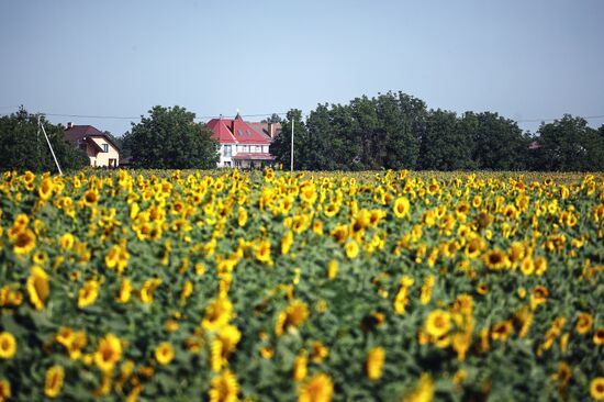 Russia Agriculture Sunflowers