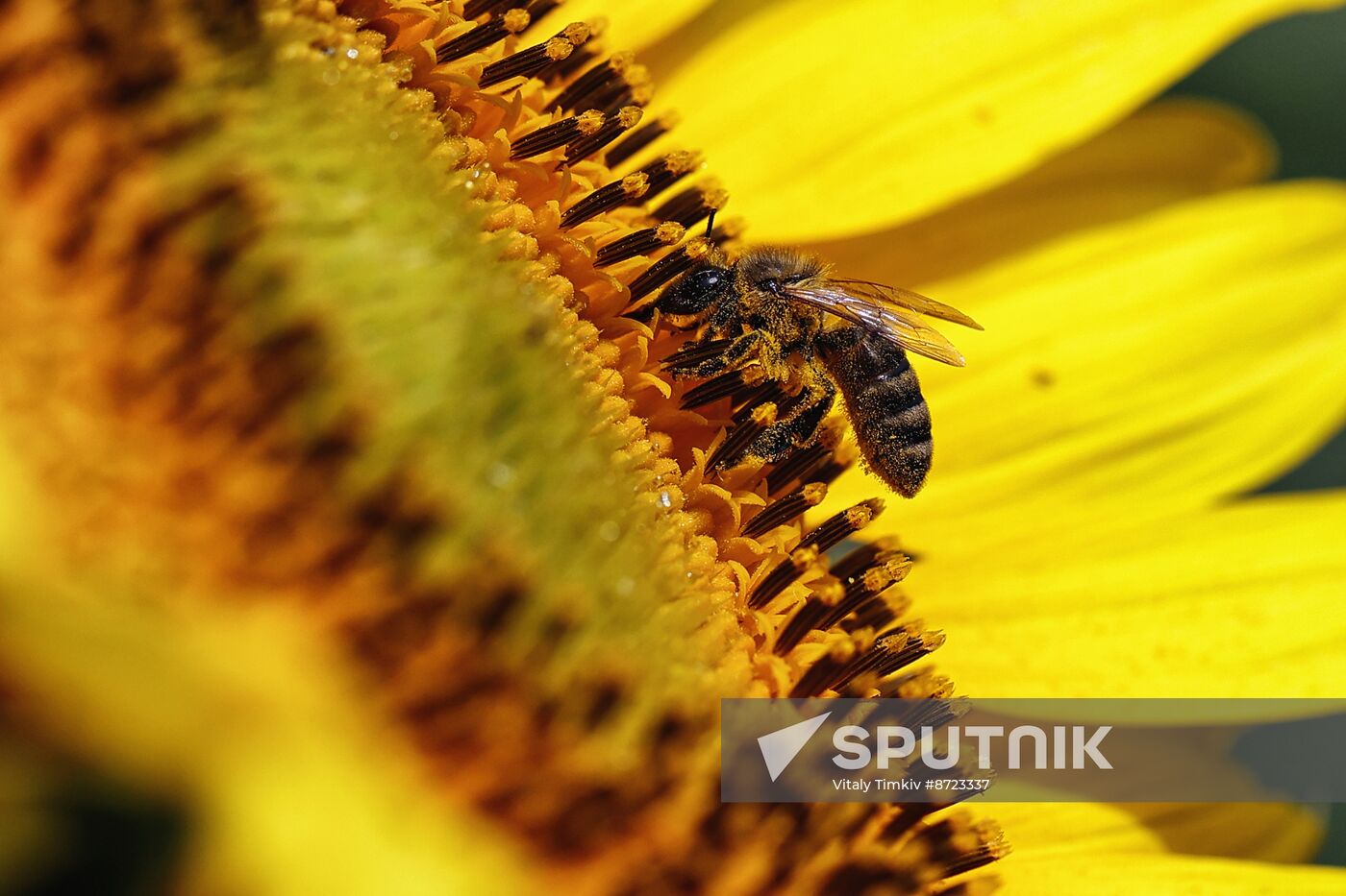 Russia Agriculture Sunflowers