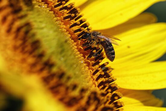 Russia Agriculture Sunflowers