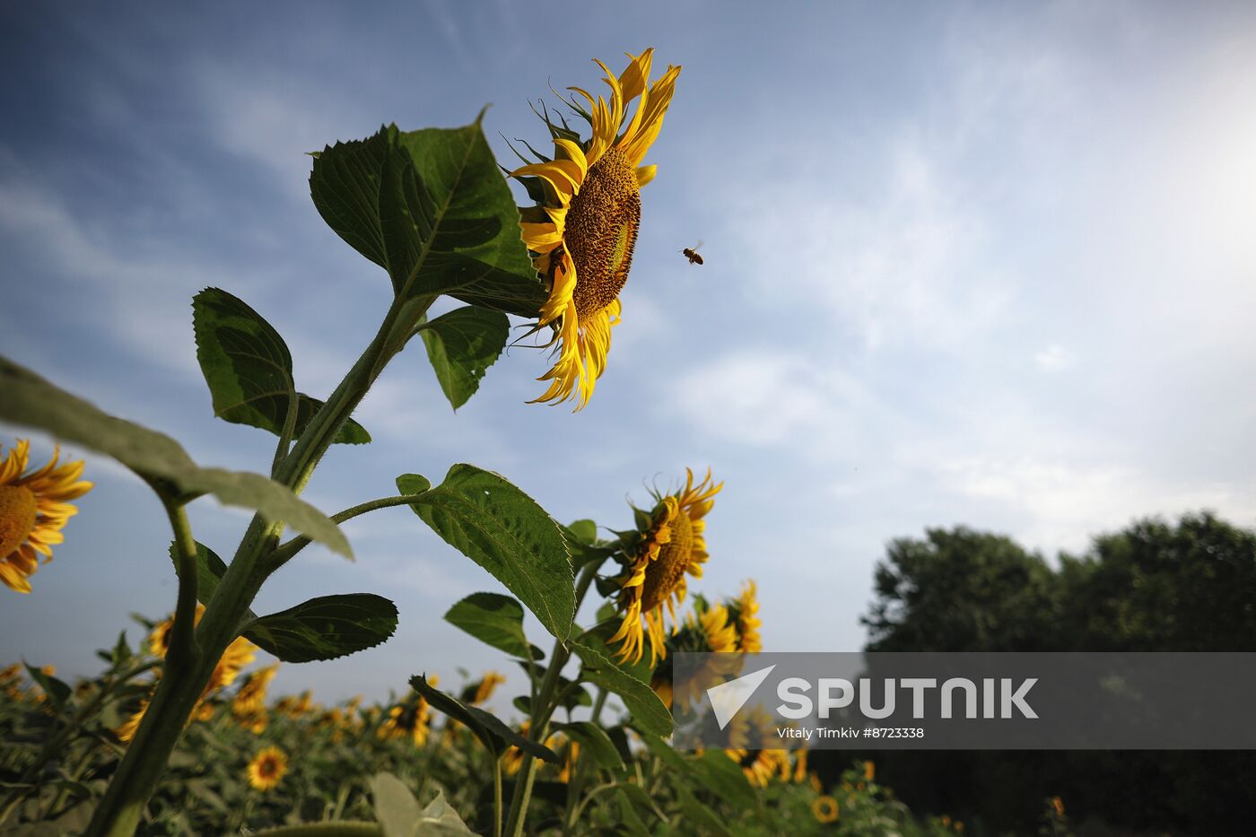 Russia Agriculture Sunflowers