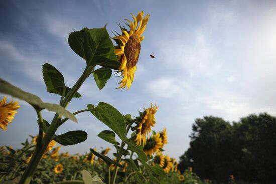 Russia Agriculture Sunflowers