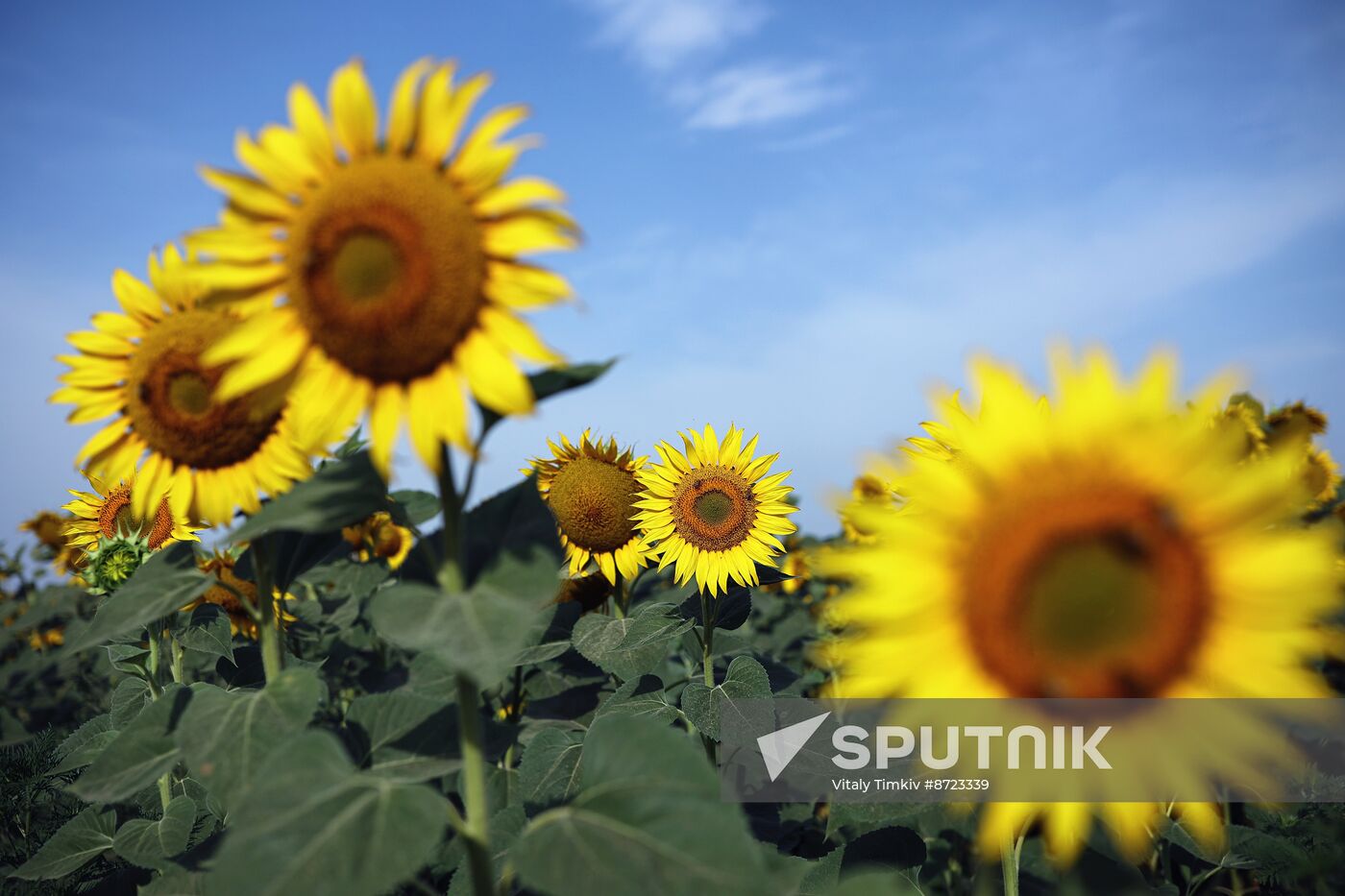 Russia Agriculture Sunflowers