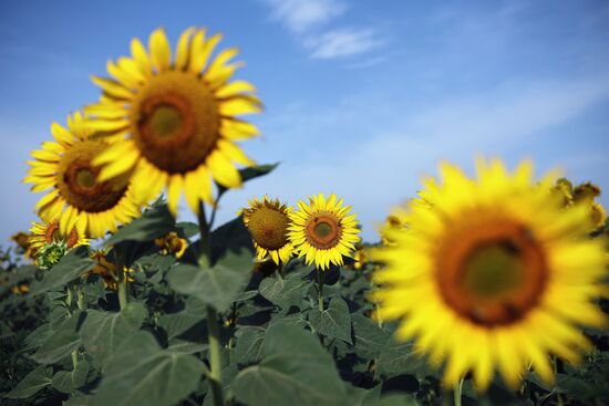 Russia Agriculture Sunflowers