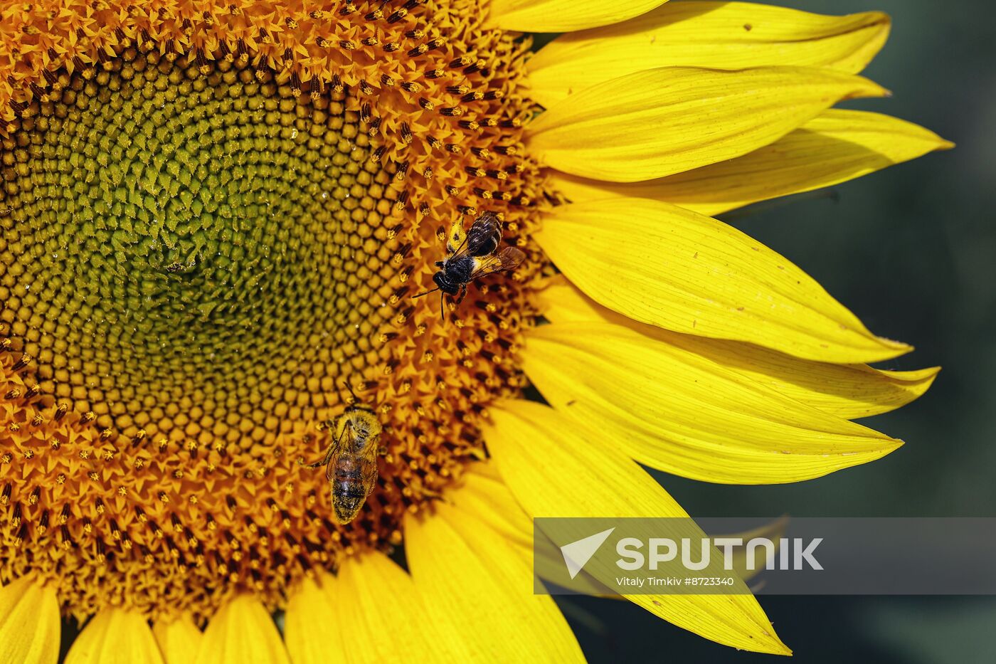 Russia Agriculture Sunflowers