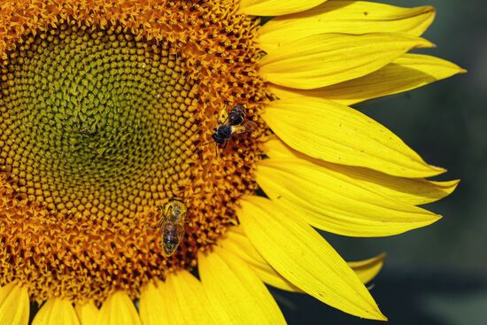 Russia Agriculture Sunflowers