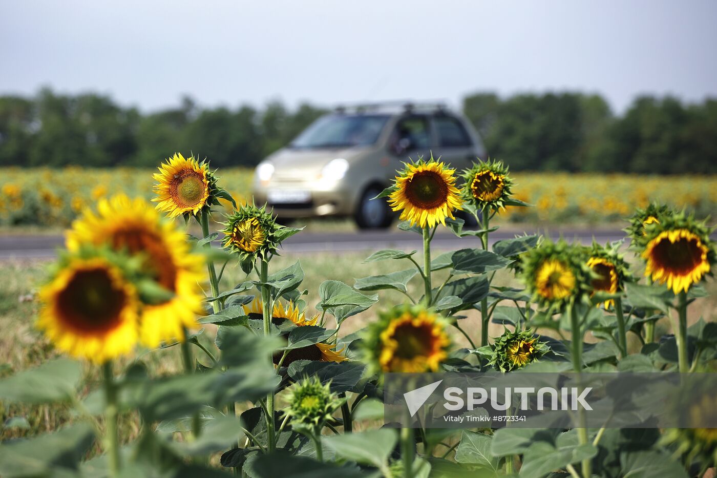 Russia Agriculture Sunflowers