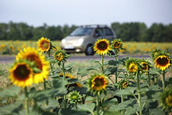 Russia Agriculture Sunflowers