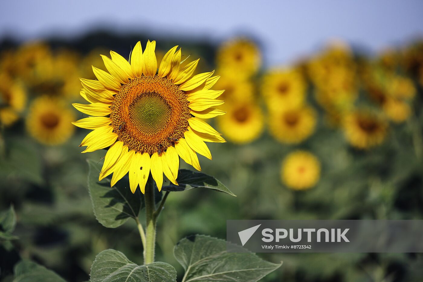 Russia Agriculture Sunflowers