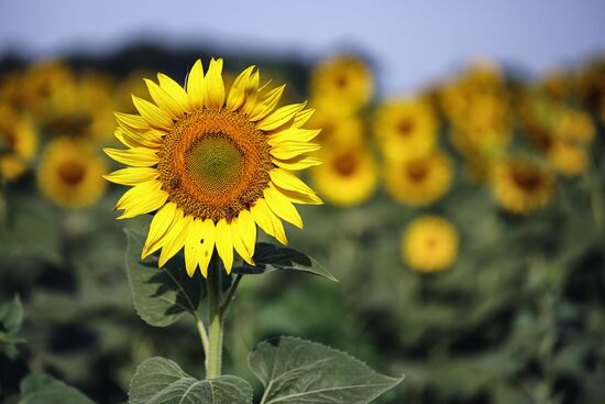 Russia Agriculture Sunflowers