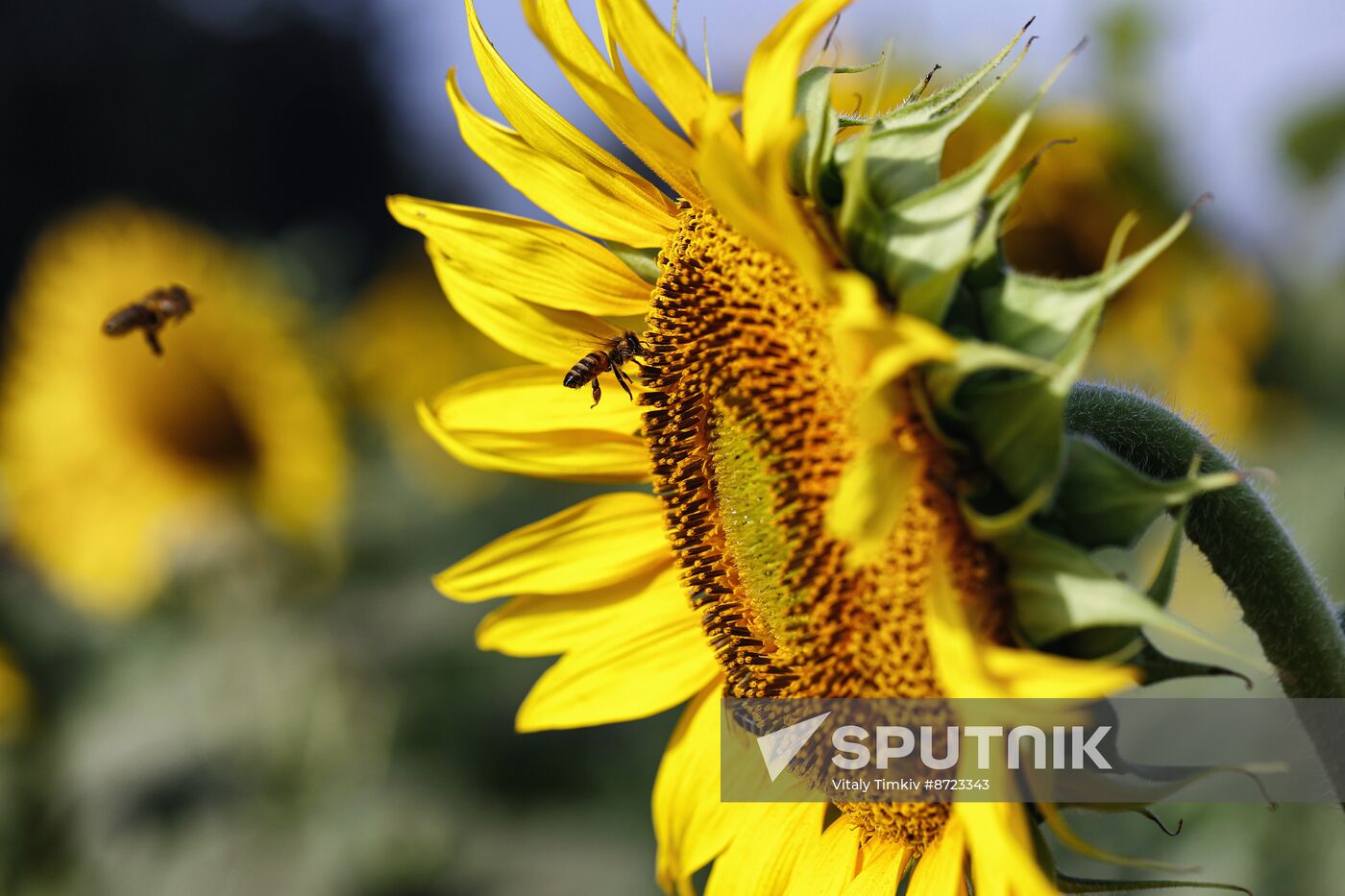 Russia Agriculture Sunflowers