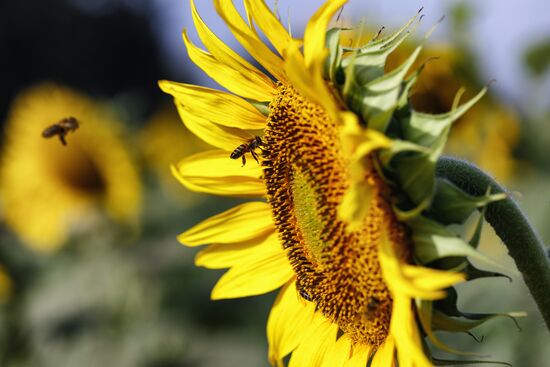 Russia Agriculture Sunflowers