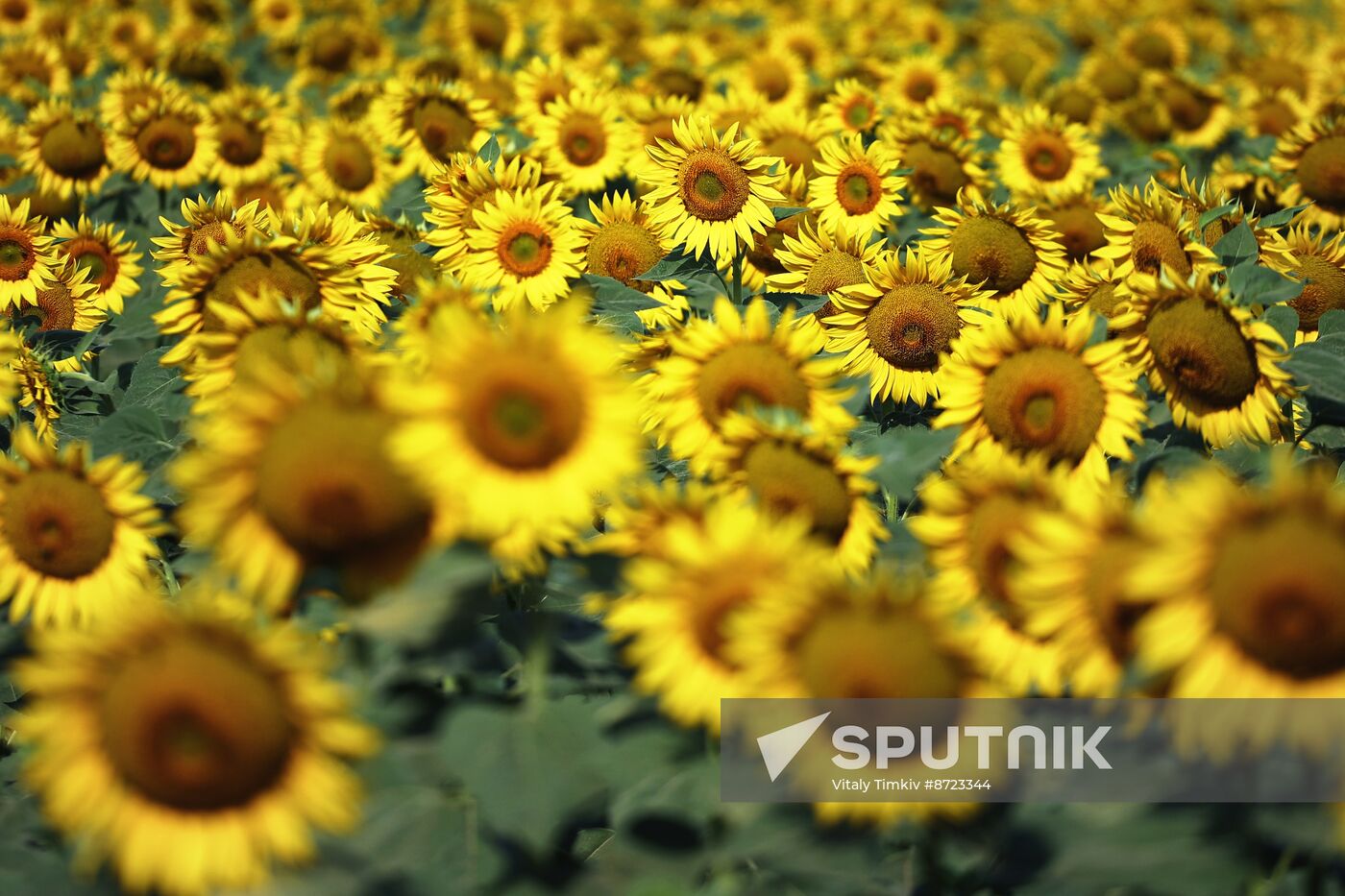 Russia Agriculture Sunflowers