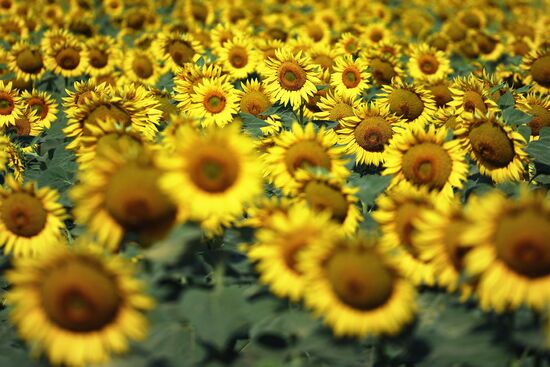 Russia Agriculture Sunflowers