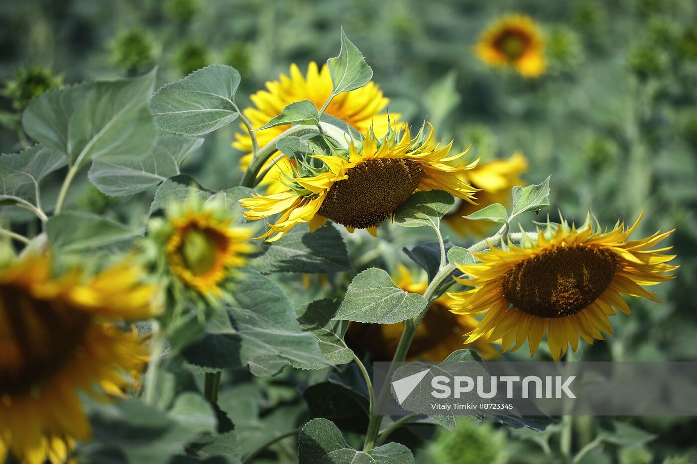 Russia Agriculture Sunflowers