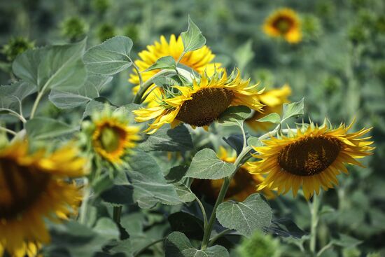 Russia Agriculture Sunflowers