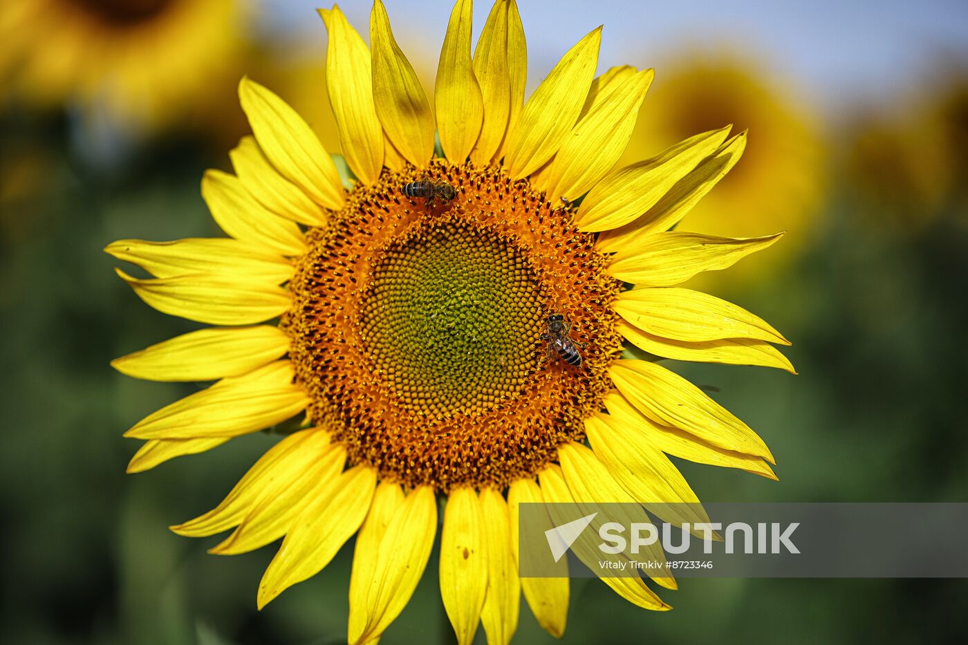 Russia Agriculture Sunflowers