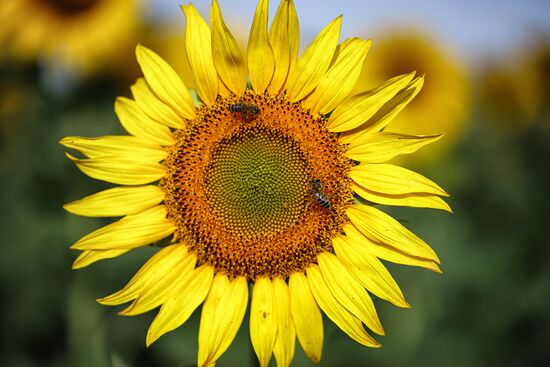 Russia Agriculture Sunflowers