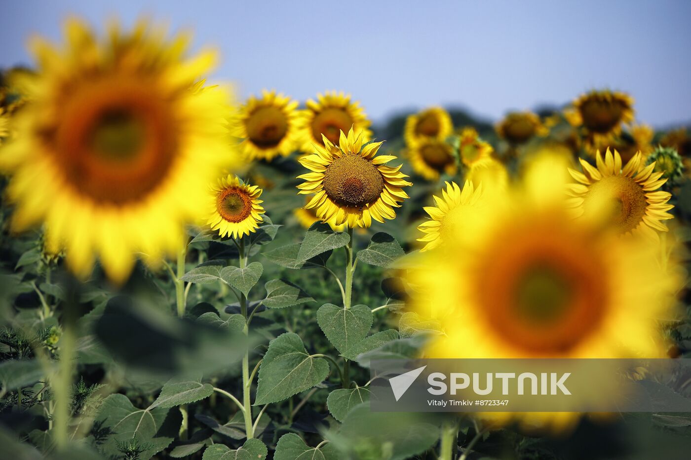 Russia Agriculture Sunflowers