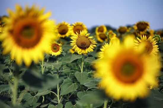 Russia Agriculture Sunflowers