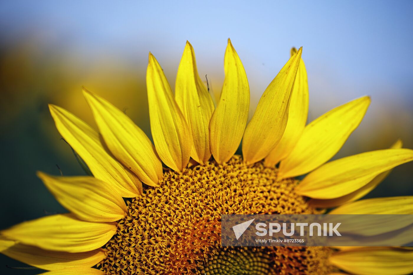 Russia Agriculture Sunflowers