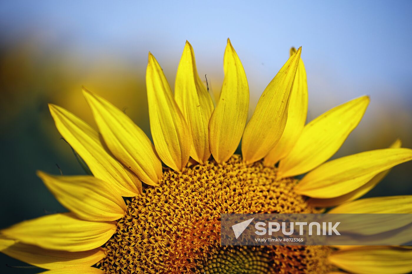 Russia Agriculture Sunflowers