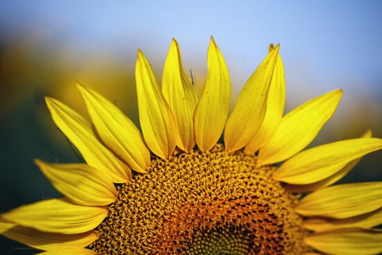 Russia Agriculture Sunflowers