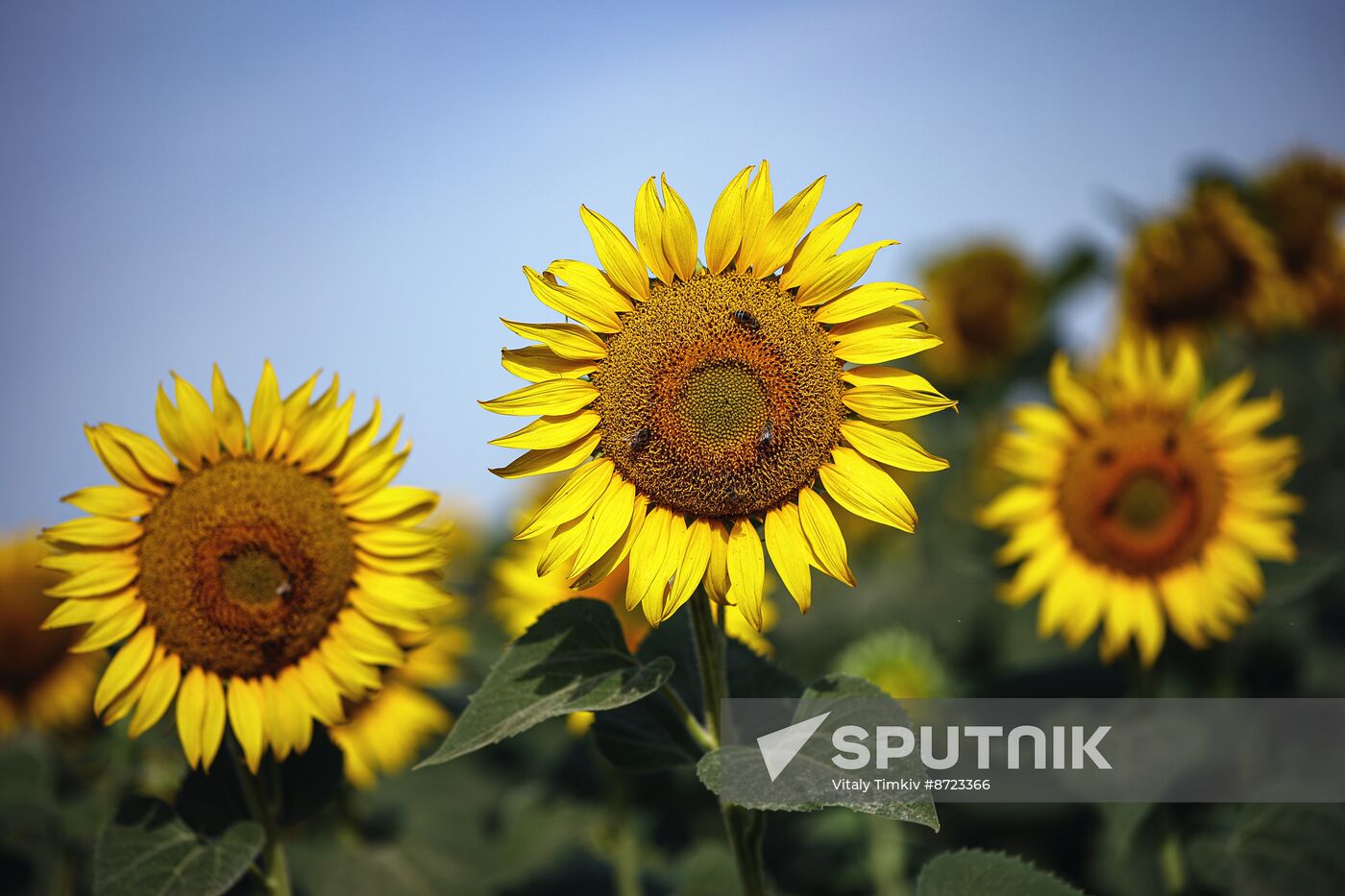 Russia Agriculture Sunflowers