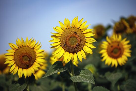 Russia Agriculture Sunflowers