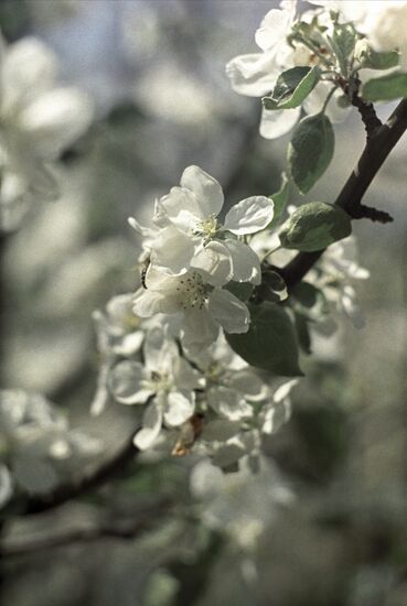 Blooming apple trees in Moscow Region