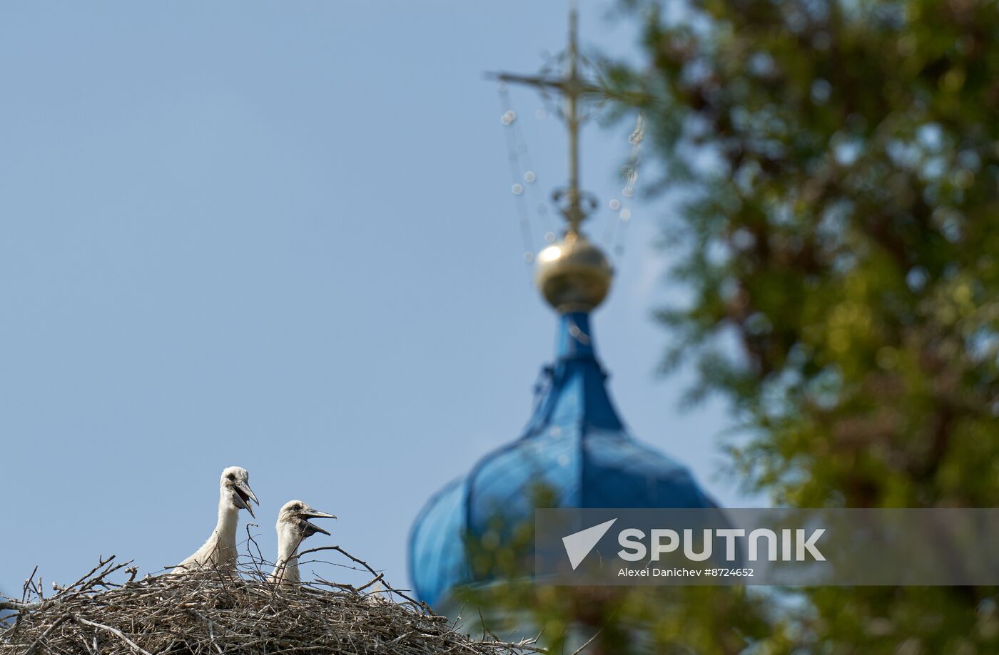 Russia Wildlife Storks