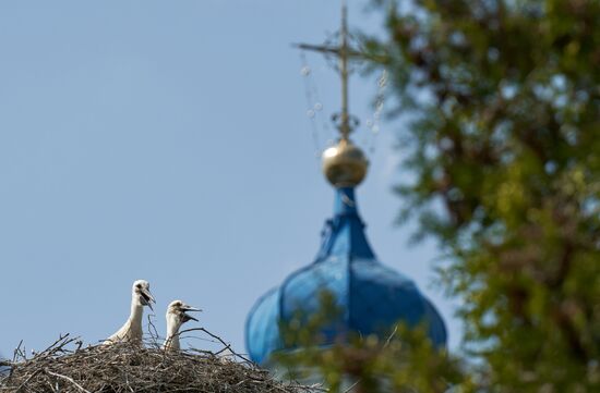 Russia Wildlife Storks