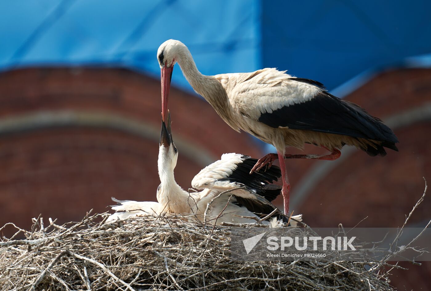 Russia Wildlife Storks