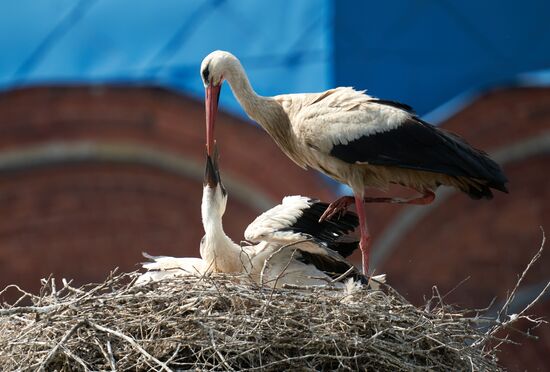 Russia Wildlife Storks