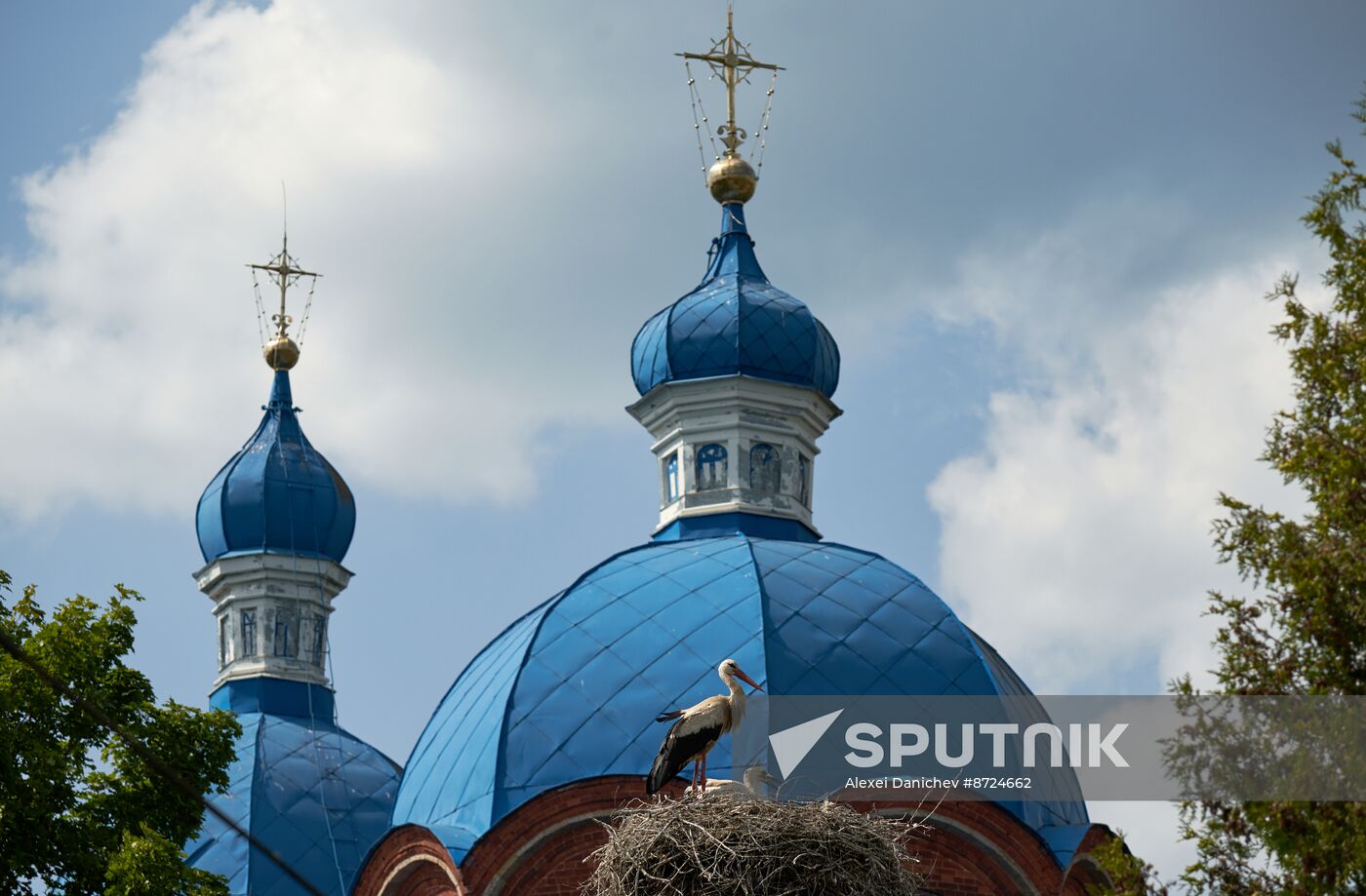 Russia Wildlife Storks