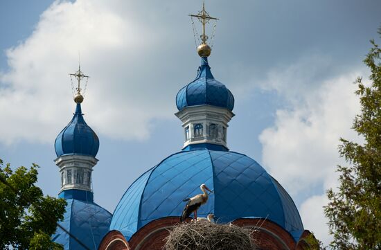 Russia Wildlife Storks