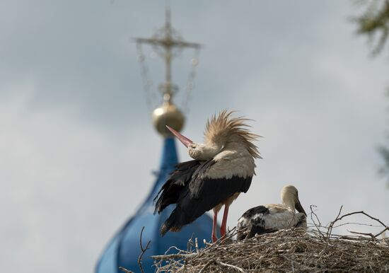 Russia Wildlife Storks