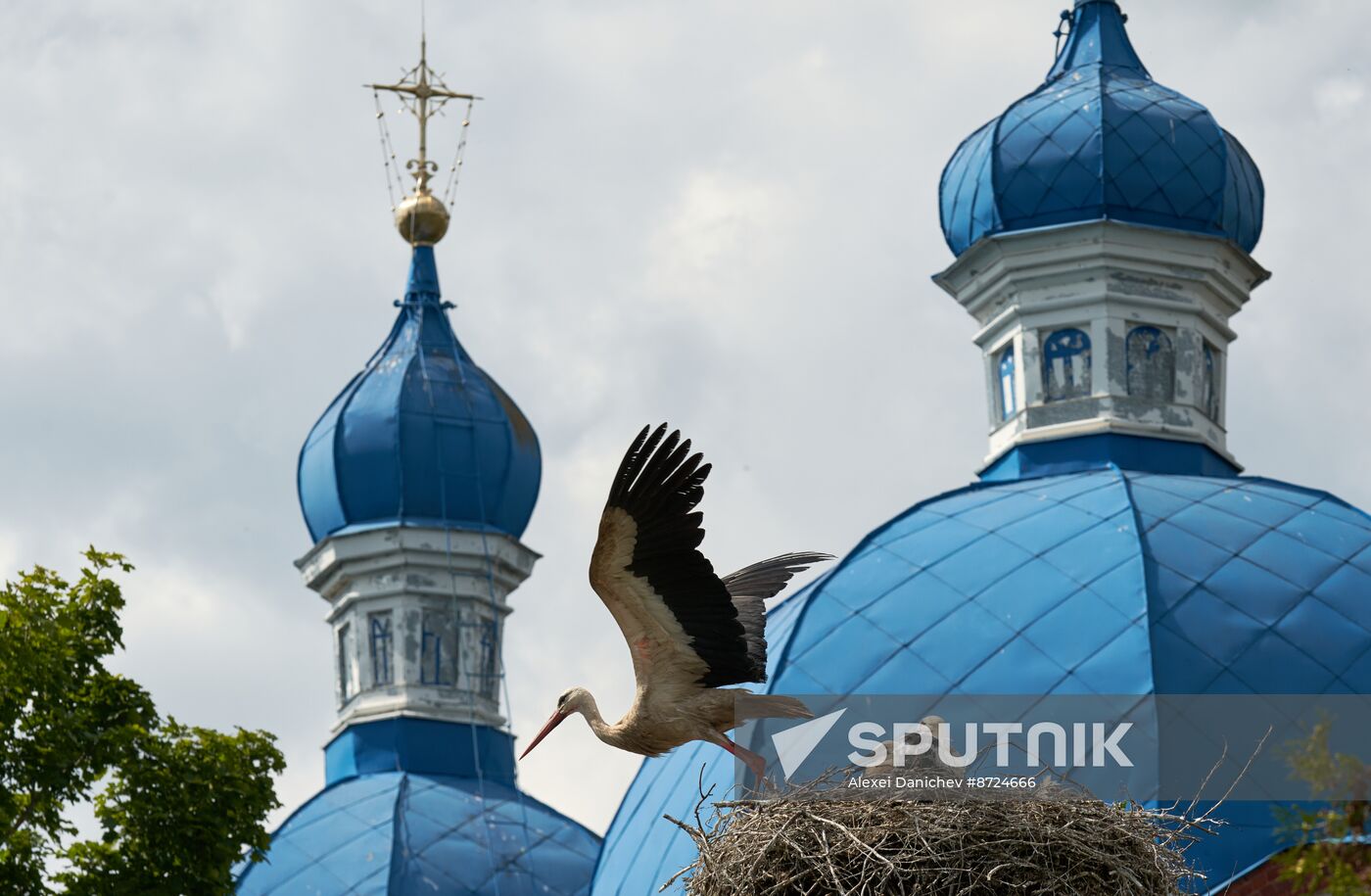 Russia Wildlife Storks