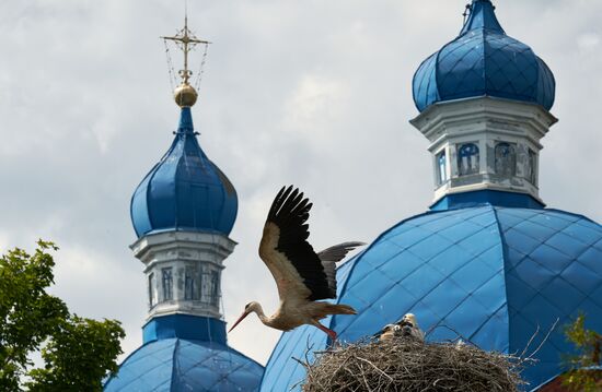 Russia Wildlife Storks