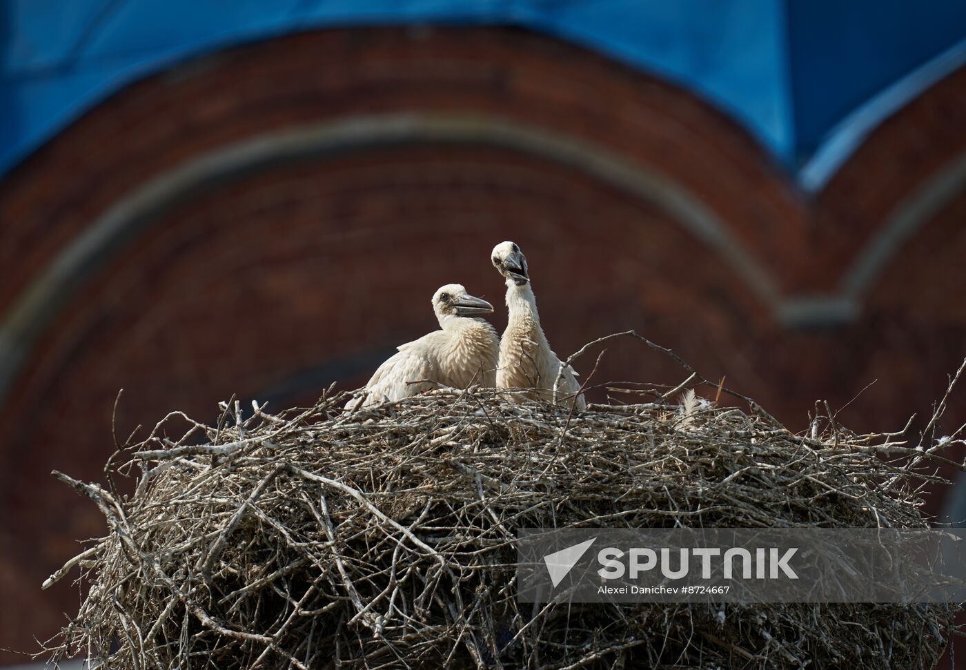 Russia Wildlife Storks