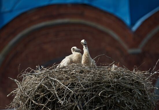 Russia Wildlife Storks