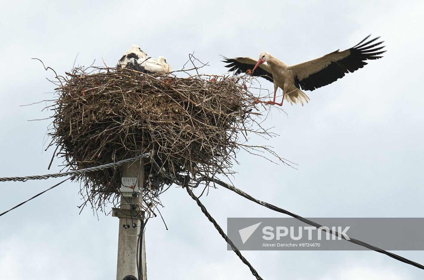 Russia Wildlife Storks