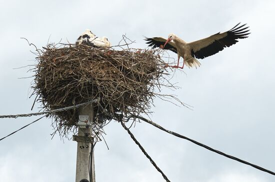 Russia Wildlife Storks