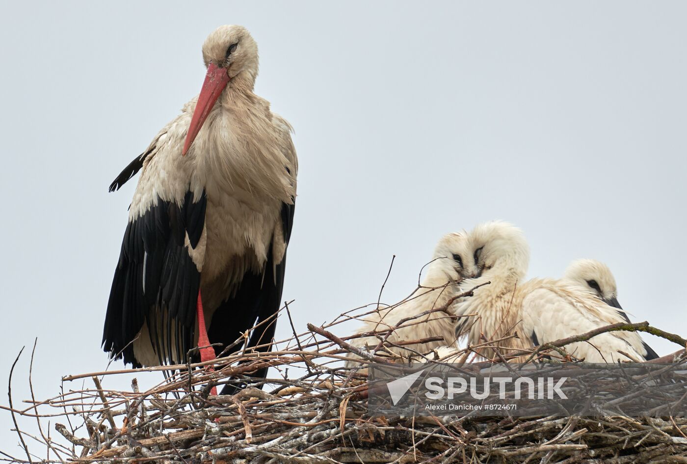 Russia Wildlife Storks